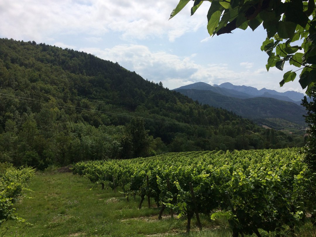 Vineyards on the lower slopes