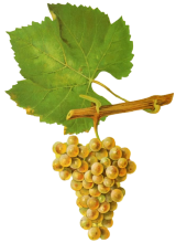 Chardonnay grape