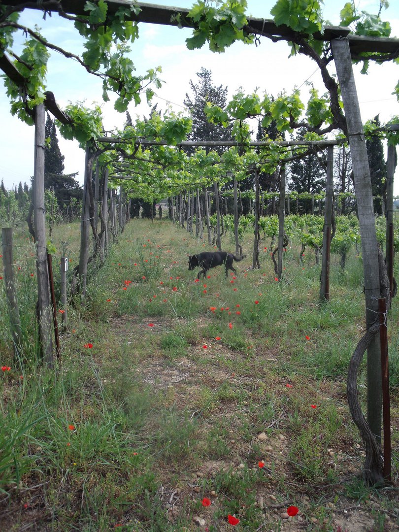 Vines trained on pergolas, Mas de Tourelles