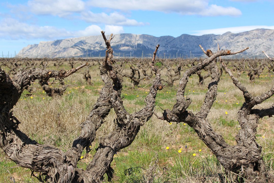 Old vines with Ste Victoire in the background